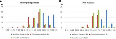 Inheritance pattern of tetraploids pummelo, mandarin, and their interspecific hybrid sour orange is highly influenced by their phylogenomic structure